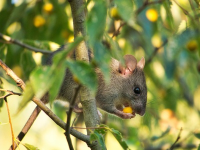 Yellow-necked mouse