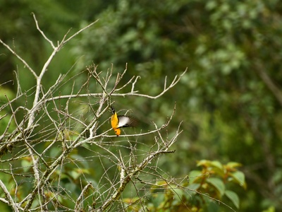 Yellow-shouldered amazon