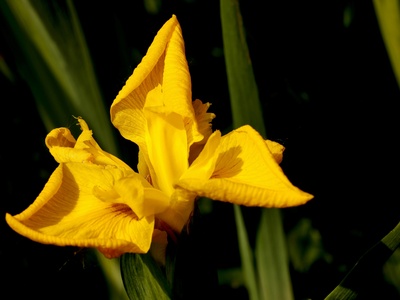 Yellow flag iris