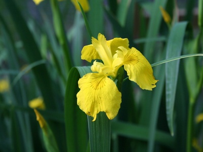 Yellow flag iris