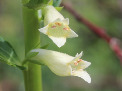 Yellow foxglove