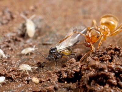 Yellow meadow ant