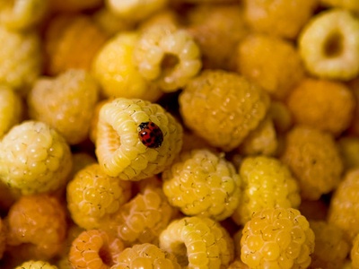 Yellow raspberry