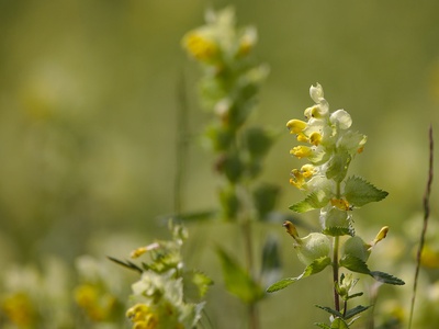 Yellow rattle