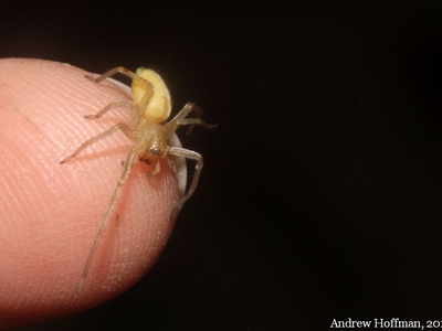 Yellow sac spider