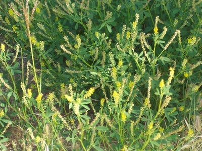 Yellow Sweet Clover