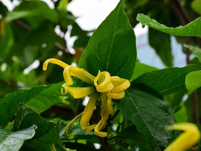 Ylang‑ylang