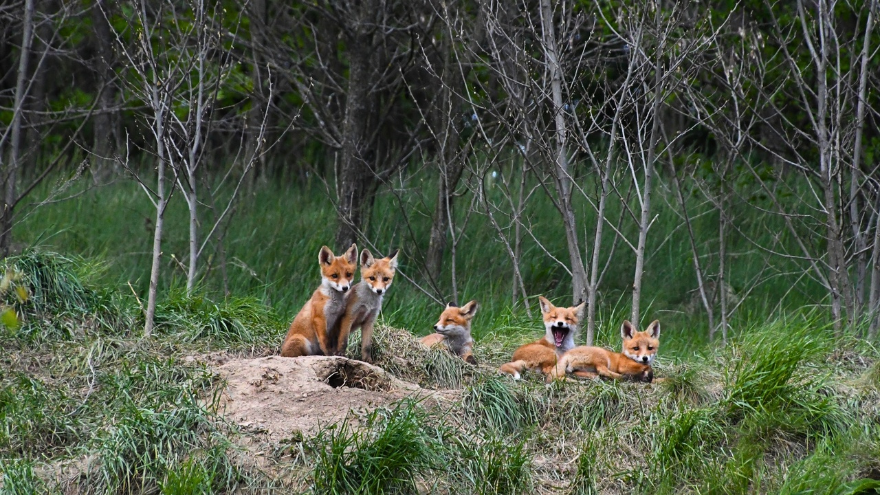 Urban red fox near houses at dusk