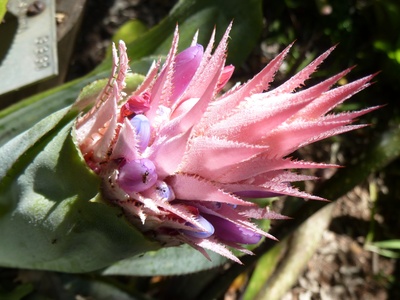 Aechmea fasciata (silver vase)