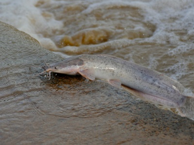 African catfish