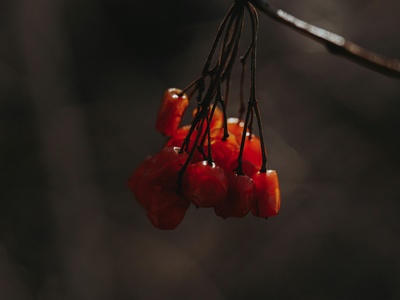 African cherry