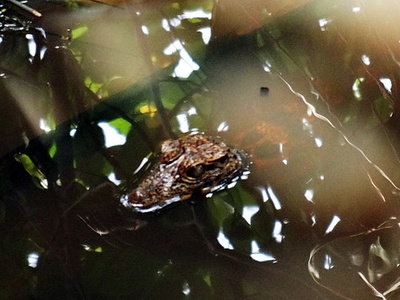African dwarf crocodile