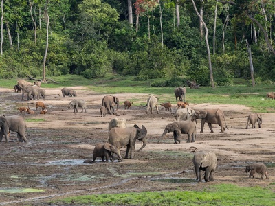 African forest elephant