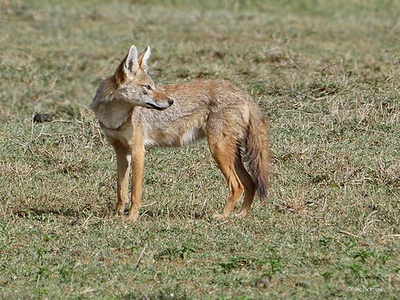 African golden wolf