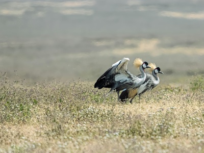African Grey Hornbill