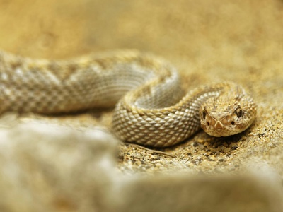 African house snake