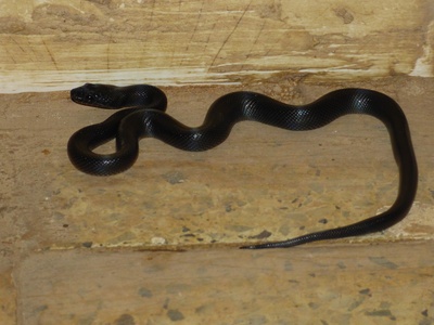 African house snake