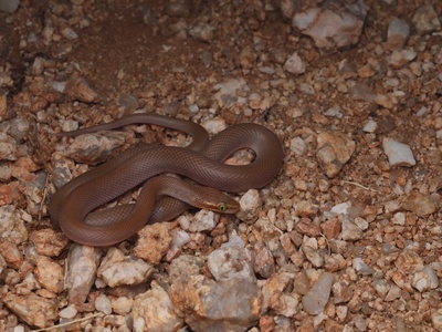 African house snake