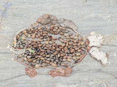 African locust bean