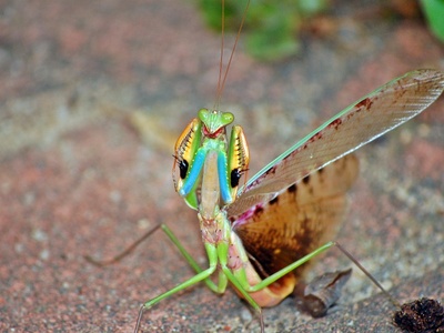 African mantis