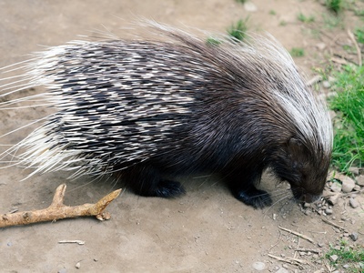 African porcupine