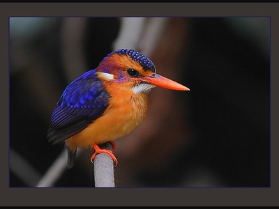 African pygmy kingfisher