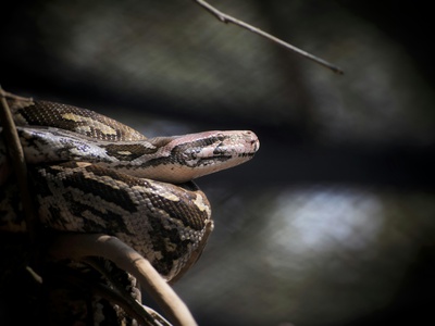 African rock python
