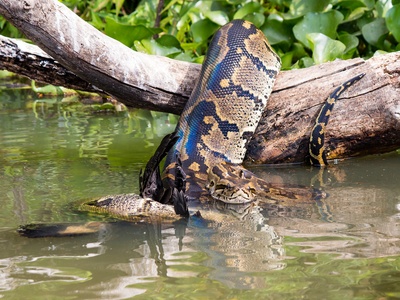 African rock python