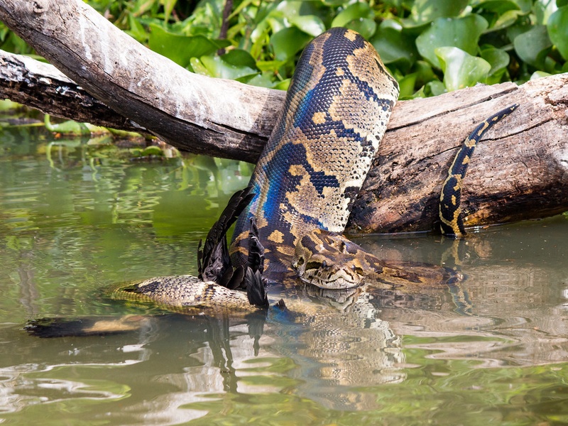 Somalia Python's Animals of Somalia - Flora Fauna Fun