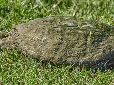 African softshell turtle