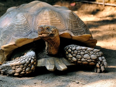 African spurred tortoise