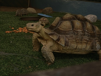 African spurred tortoise