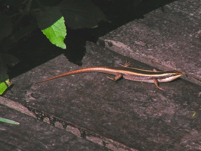 African striped skink