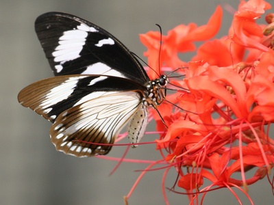 African swallowtail