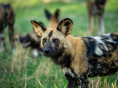 African wild dog