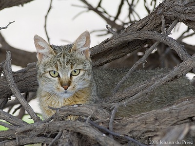 African wildcat