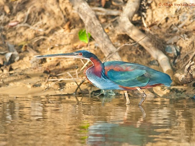 Agami Heron