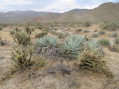 Agave (desert agave)