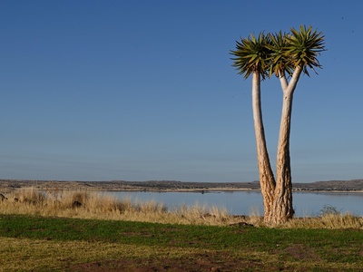 Aloe quiver tree common name