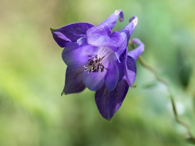 Alpine columbine