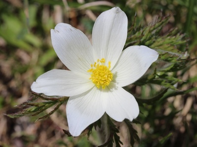 Alpine pasqueflower
