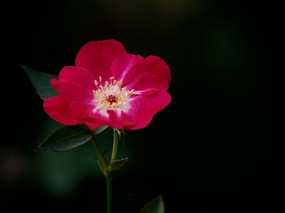 Alpine rose