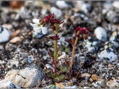 Alpine saxifrage