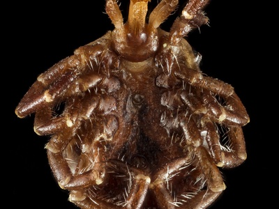Amblyomma tick