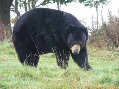 American black bear