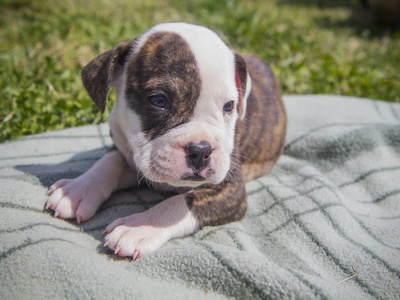 American Bulldog