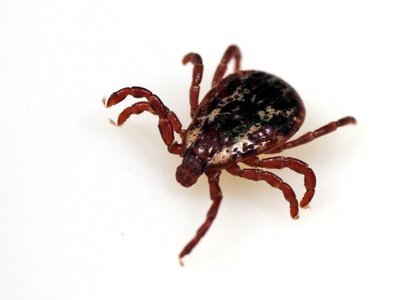 American dog tick