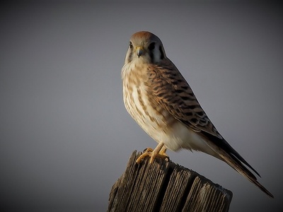 American kestrel