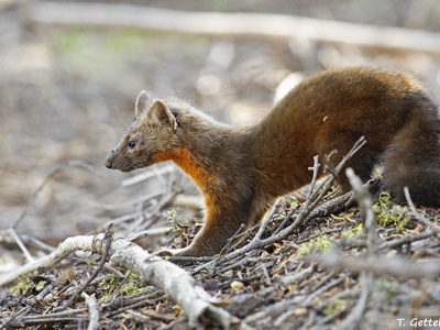 American marten