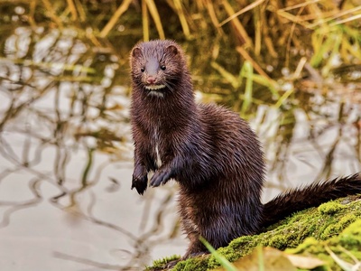 American mink